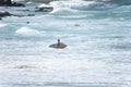 Surfer entering the sea to surf at Farol da Barra beach in the Brazilian city of Salvador Royalty Free Stock Photo