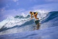 Surfer girl on Amazing Blue Wave Royalty Free Stock Photo