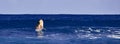 Surfer girl is waiting for a wave. Surfer school. Beautiful young woman Surfer on the wave. beautiful ocean wave. Water