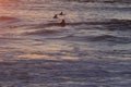 Surfer in San Francisco Lands End Royalty Free Stock Photo