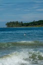 Surfer on the sea, palm trees on the background, blue sky Royalty Free Stock Photo