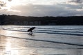 Surfer at sunset in Hendaye beach, PyrÃÂ©nÃÂ©es-Atlantiques, Basque Country, France Royalty Free Stock Photo