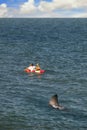 SURFER ON SURFBOARD UNAWARE LARGE SHARK IS FOLLOWING IN WATER