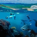 A surfer and wild shark underwater