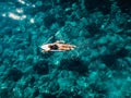 Surfer woman rowing on surfboard in turquoise ocean. Aerial view with surfgirl