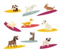 Surfers dog, vector cartoon illustrations