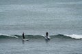 Surfers enjoying a surf session in the Atlantic Royalty Free Stock Photo