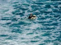 Surfers hitting the waves at Piha Beach Auckland New Zealand