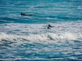 Surfers hitting the waves at Piha Beach Auckland New Zealand