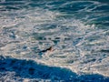 Surfers hitting the waves at Piha Beach, Auckland, New Zealand