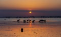 Surfers and Paddleboarders come home through Poole Harbour Sunset Royalty Free Stock Photo