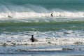 Surfers on Piha beach, New Zealand