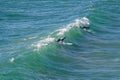 Surfers riding wave, Chesterman Beach, Tofino, Canada