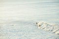 Surfers and Waves at Bells Beach, Australia Royalty Free Stock Photo