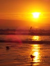 Surfing at the beach at sunset