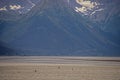 Surfers surfing the bore tide in Seward, Alaska.