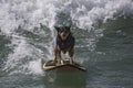 Surfing dog Royalty Free Stock Photo