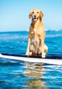 Surfing Dog Royalty Free Stock Photo