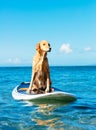 Surfing Dog Royalty Free Stock Photo