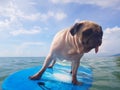 Surfing Dog, Happy Young Pug on Surf Board in the Sea Royalty Free Stock Photo