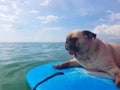 Surfing Dog, Happy Young Pug on Surf Board in the Sea Royalty Free Stock Photo