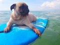 Surfing Dog, Happy Young Pug on Surf Board in the Sea Royalty Free Stock Photo