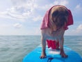 Surfing Dog, Happy Young Pug on Surf Board in the Sea Royalty Free Stock Photo