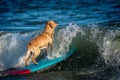 Surfing dog on a surfboad on the sea riding the waves Royalty Free Stock Photo