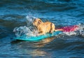 Surfing dog on a surfboad on the sea riding the waves Royalty Free Stock Photo