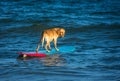 Surfing dog on a surfboad on the sea riding the waves Royalty Free Stock Photo