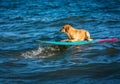 Surfing dog on a surfboad on the sea riding the waves Royalty Free Stock Photo