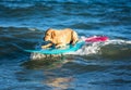 Surfing dog on a surfboad on the sea riding the waves Royalty Free Stock Photo