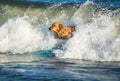 Surfing dog on a surfboad on the sea riding the waves Royalty Free Stock Photo