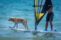 Surfing dog on a surfboad on the sea riding the waves Royalty Free Stock Photo