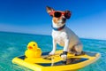 Surfing dog Royalty Free Stock Photo