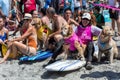 Surfing dogs, surfboards, people on beach