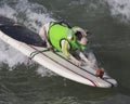 Surfing Pitbull