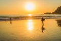 Surfing at sunset, Algarve, Portugal Royalty Free Stock Photo