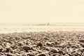 Surfing - Surfer`s Point - Ventura, California Royalty Free Stock Photo