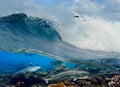 Surfing wave seagull coral reef sharks underwater Royalty Free Stock Photo