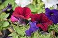 Surfinia Flower is actually a kind of hanging petunia