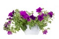 Surfinia flower pot flowers