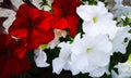 Surfinia flowers ... red and white