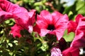 Surfinia pink flowers in the garden Royalty Free Stock Photo