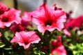 Surfinia pink flowers in the garden Royalty Free Stock Photo