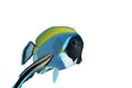 Surgeon fish and bluestreak cleaner wrasse Royalty Free Stock Photo