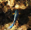 Surgeon fish in the corals of the Red Sea Royalty Free Stock Photo