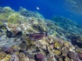 Surgeon fish at the Red Sea coral reef Royalty Free Stock Photo