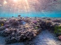 Surgeon fish or sohal tang fish (Acanthurus sohal) at the Red Sea coral reef Royalty Free Stock Photo