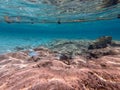 Surgeon fish or sohal tang fish (Acanthurus sohal) at the Red Sea coral reef Royalty Free Stock Photo